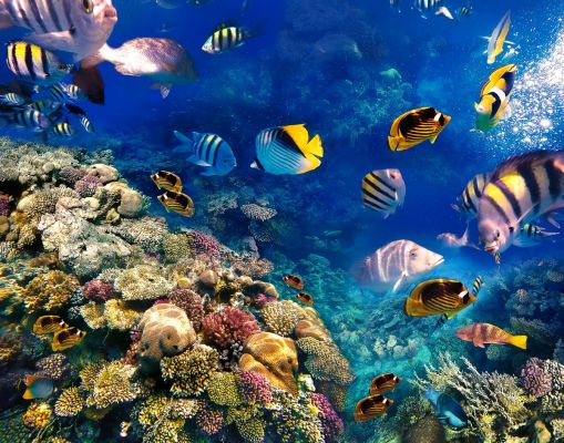 Cleopatra Luxury Resort Sharm - Adults Only 16+ - All Inclusive